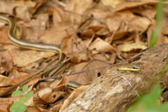 Psammophis orientalis