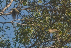 Ptilotula penicillata