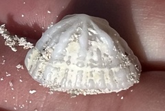 Hemitoma octoradiata