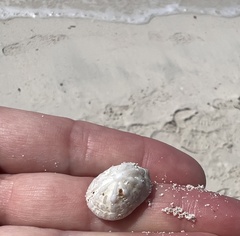 Hemitoma octoradiata