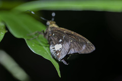 Epargyreus exadeus