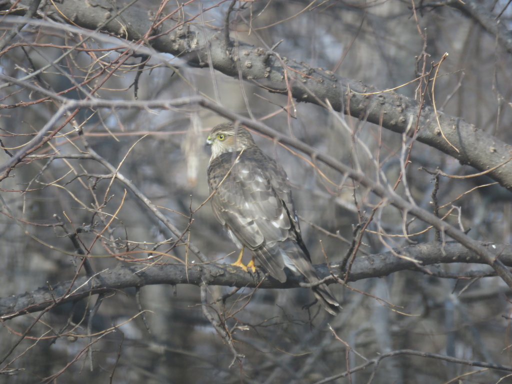 Sharpshinned Hawk from Talavera, Oklahoma City, OK, USA on January 12