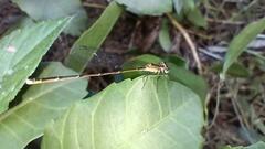 Nehalennia pallidula