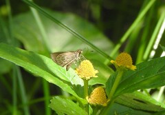 Callimormus interpunctata
