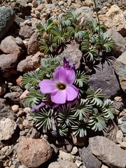 Oxalis adenophylla