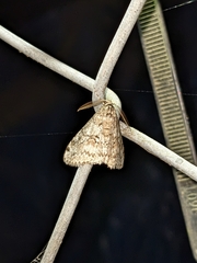 Phigalia denticulata