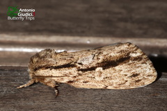 Hyperaeschra pallida