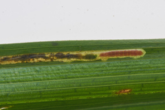 Elachista