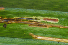 Elachista