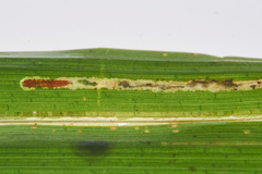Elachista