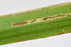 Elachista