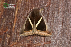 Chalciope mygdon