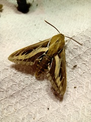 Hyles euphorbiarum