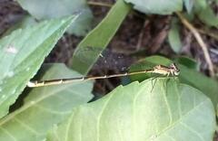 Nehalennia pallidula