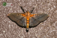 Filodes fulvidorsalis