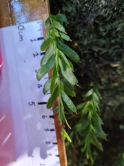 Tmesipteris horomaka