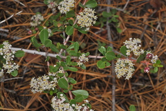 Ceanothus × bakeri