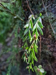 Tmesipteris horomaka