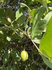 Elaeodendron xylocarpum