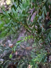 Tmesipteris horomaka