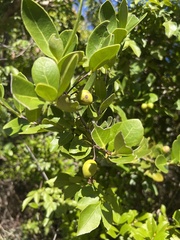 Elaeodendron xylocarpum