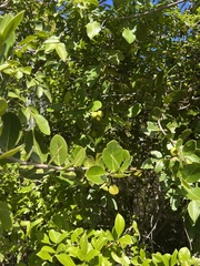 Elaeodendron xylocarpum