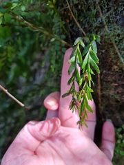 Tmesipteris horomaka