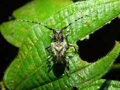 Aegomorphus inquinatus