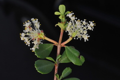 Ceanothus × bakeri