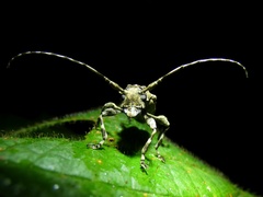 Aegomorphus inquinatus