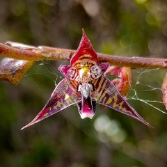Bulbophyllum involutum