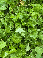 Delairea odorata