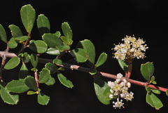 Ceanothus × bakeri