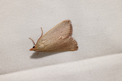 Hypsopygia albidalis