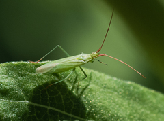 Stenodema trispinosum