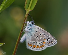 Polyommatus icarus