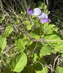 Crotalaria verrucosa