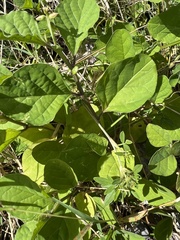 Crotalaria verrucosa