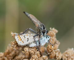 Asilidae