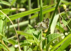 Heliopetes omrina