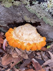 Piptoporus australiensis
