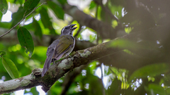 Saltator similis