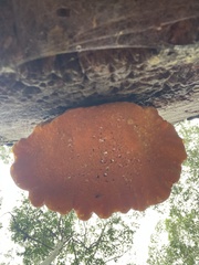 Piptoporus australiensis
