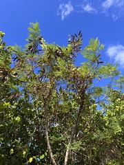Leucaena leucocephala