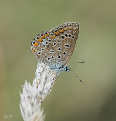 Polyommatus icarus