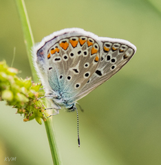 Polyommatus icarus
