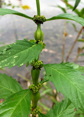 Neolasioptera lycopi