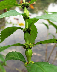 Neolasioptera lycopi