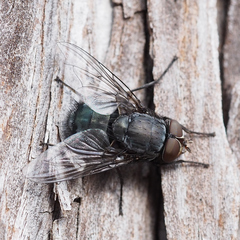 Calliphora