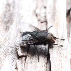 Calliphora